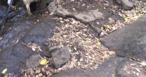 Malamute & Husky enjoying the creek above waterfall