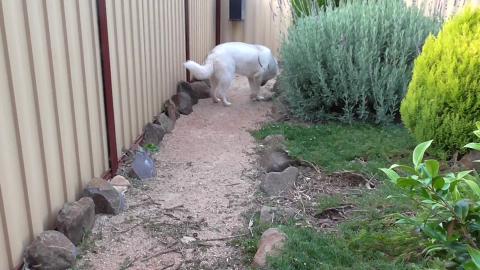 Husky weight lifting with a bad back