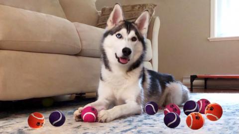 Huskies Playing With Tennis Balls: When One Is Not Enough...