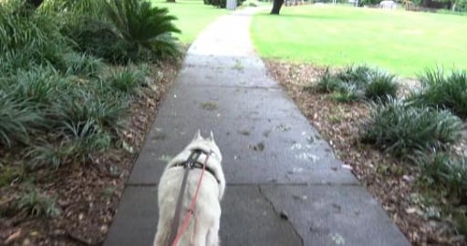 Walk around Lake Annond & Viking ship