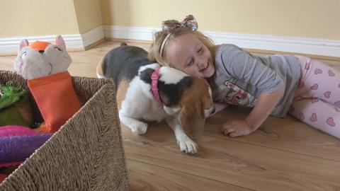 Little Girl Teaching Dog How to Clean up Toys 