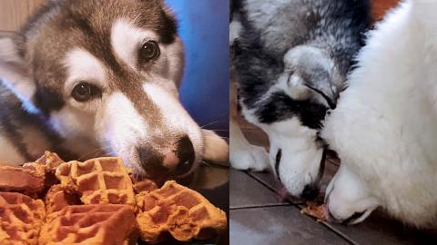 Sweet Malamute Steals Waffles And Shares With His Husky G...
