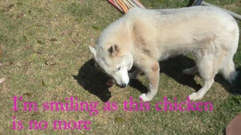 Can a Malamute be a lap dog Plus Chicken, Yessss