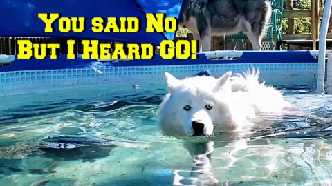 Husky Jumps In Pool When Told NO