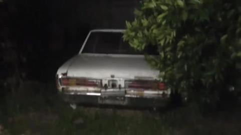  The rain is hear but do huskies like it?