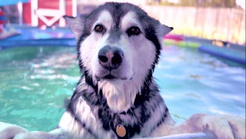 Giant Dog Takes A Dip In The Pool To Chill Out While Baby...