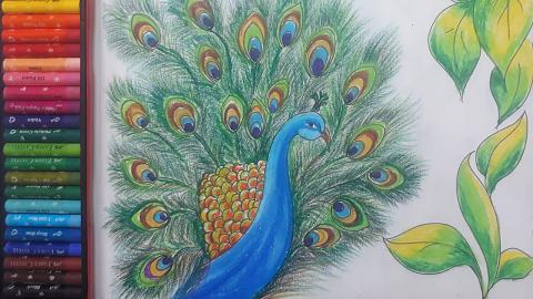Peacock | Sumana's Artwork