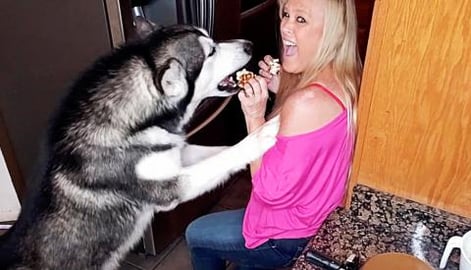 Excited Malamute Wants Blueberry Muffin Waffles