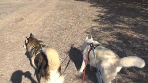 Huskies visit Cooby Dam. Fantastic hiking spot 35 minutes...
