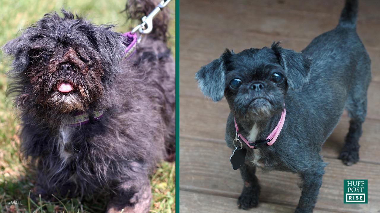 Fezco, Dog Ditched At Shelter Because Owners Thought He Was Gay, Got ...