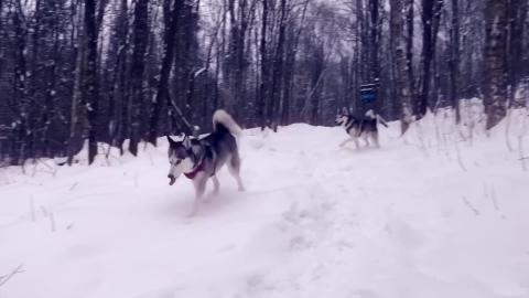 First real snow fall of the year | Funny Dogs Video 