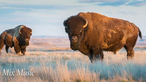 Majestic Bisons in Nature | Relax & Uplift with Mix Music...
