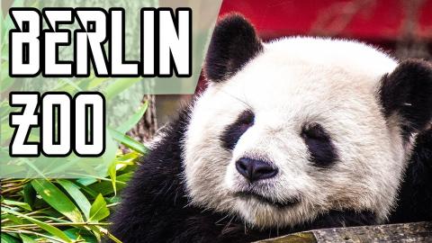 Visit Berlin ZOO Cheap / Zoologischer Garten Berlin | Ger...