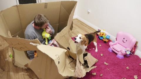 Dogs Playing with Big Box
