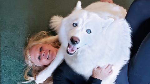 Over Protective Husky Sits On Me While I'm Working Out