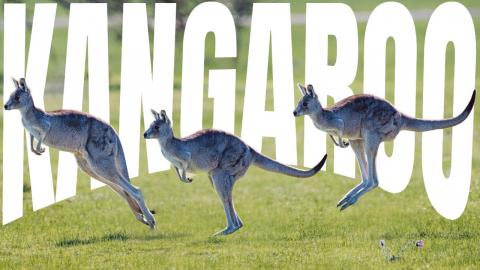 KANGAROO: The Incredible Jumpers of Australia's Wild Hear...