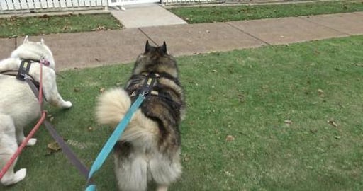 Husky Mack gets a lot of attention and plucked