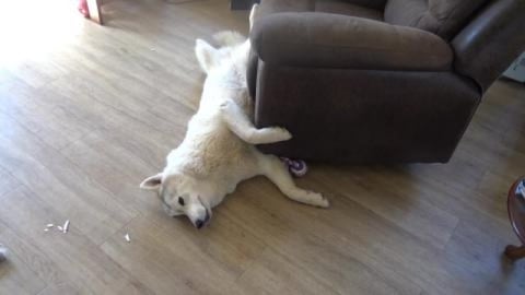 Hot huskies and silly Tikaani and solar issues