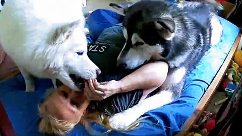 Husky Steals Waffle & Crushes Owner On Her Waterbed!