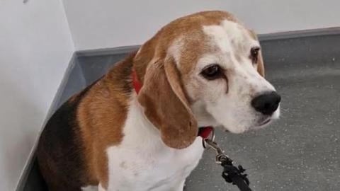 Dramatic Beagle Dog Hates Vet Visits