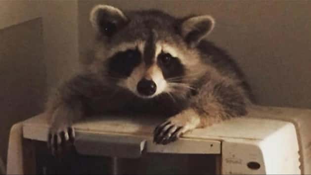 Utah Demolition Crew Saves Abandoned Litter Of Baby Raccoons | HuffPost
