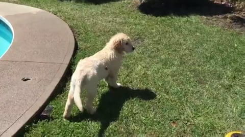 Lola, our Golden Retriever Puppy playing in the sprinkler...