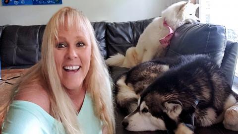 Howling With My Malamute & Husky Dogs | Malamute Boops My...