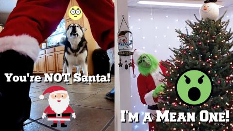 Pranking Tonka With The Grinch Costume