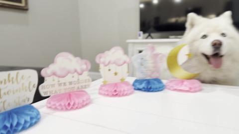 Gender Reveal for Puppy