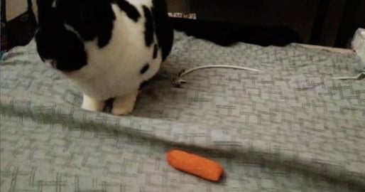 Bunny Finally Gets Actual Rabbit Snacks