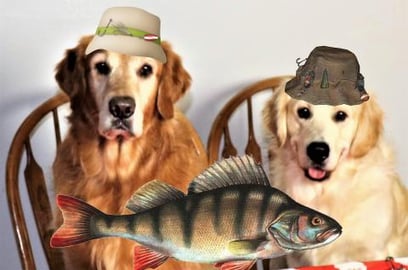 Funny Dogs Play With A Flopping Fish!
