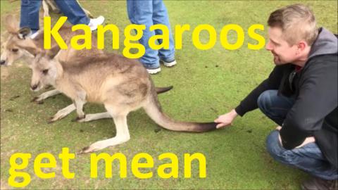 Kangaroos can get mean