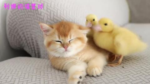 The kitten wants to sleep. The duckling makes a mess.