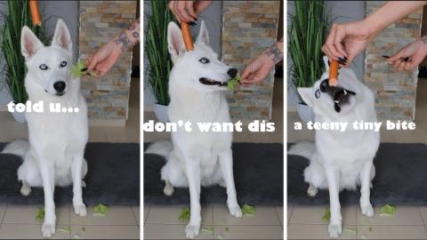 ARGUING With My DOG About Eating SALAD First!