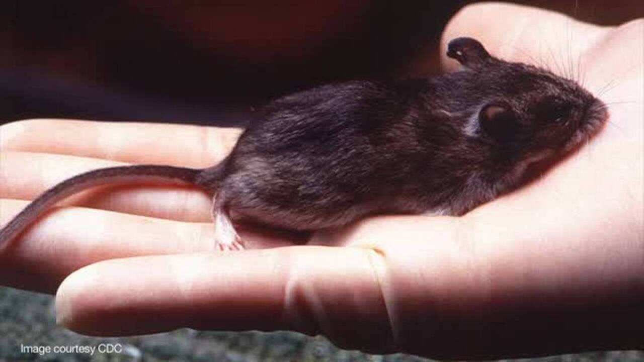 First 2019 case of miceborne hantavirus in Washington state TriCity