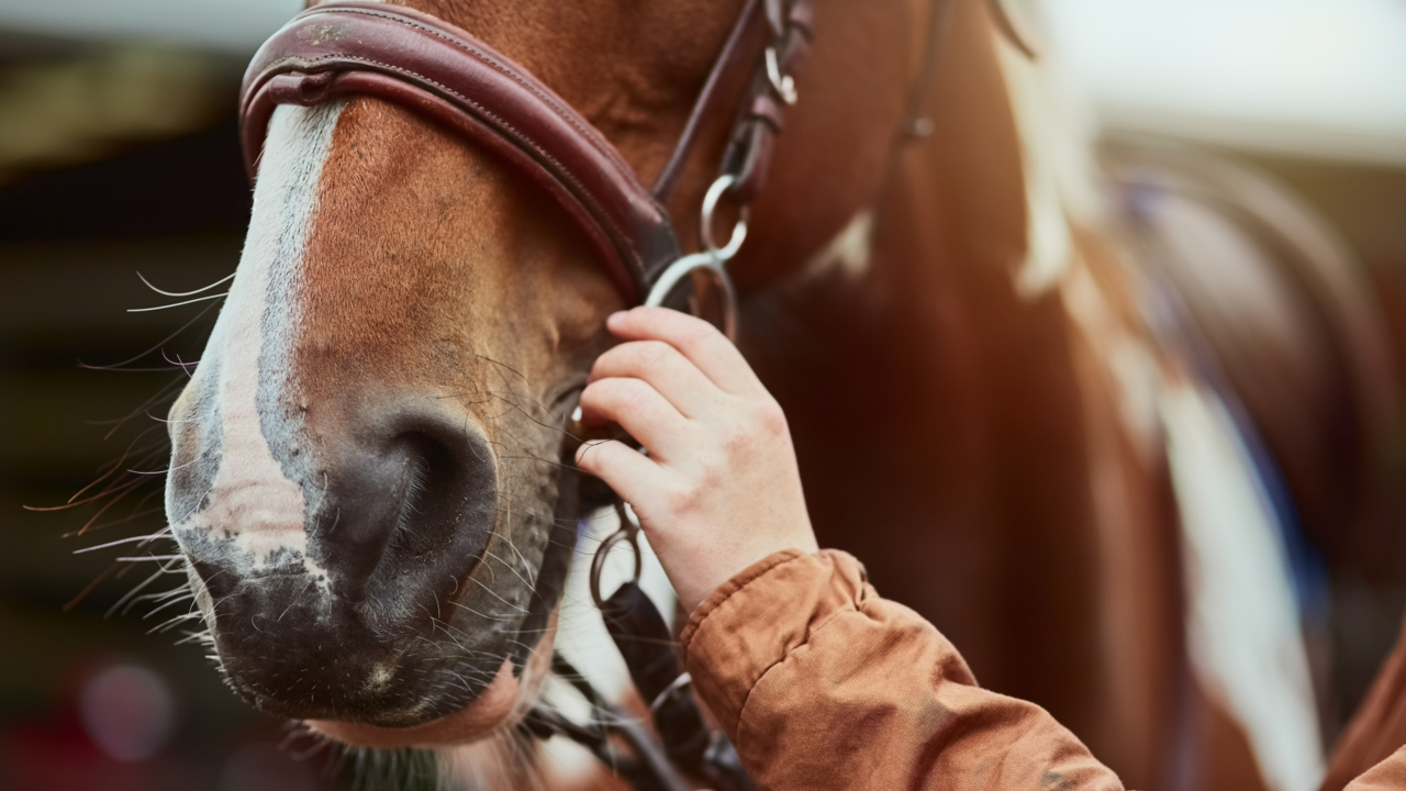 Kentucky Rep. Andy Barr backs congress review of horse deaths ...