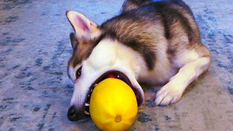 Siberian Husky VS Squash | Funny Dogs Video 