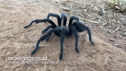 Tarantulas of Daley Ranch