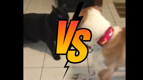 Cat vs Dog