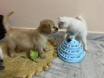 Lunas first day at home