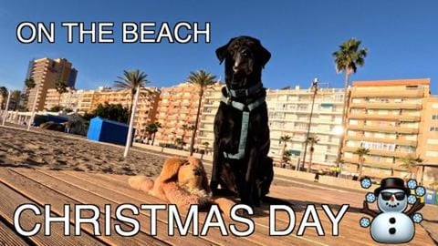 Percy the Labrador spends Christmas in Fuengirola Spain