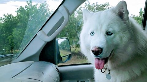 Husky & Malamute Take A Ride In The Van And See A Dog, Ho...