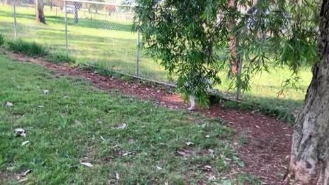 Husky's first time at the dog park by herself