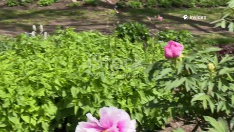 Peonies' Edible & Medicinal Uses Explained: Kitchen Garde...