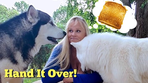 My Malamute & Husky Help Me Lose Weight | Funny Video