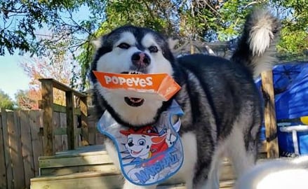 Husky & Malamute Love That Chicken From Popeyes