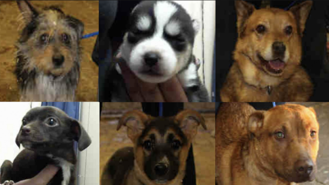 These dogs were seized from a former Elk Grove animal rescue group; now they're available for