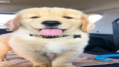 Tiny Tucker Tuesday | Compilation 2