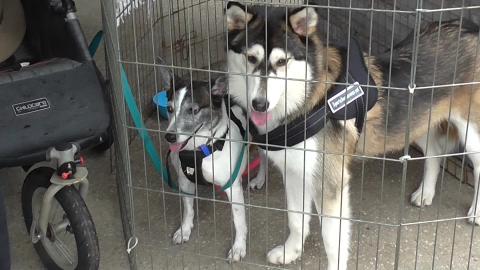 Terrier & Malamute go for a morning walk to pet shop & in...
