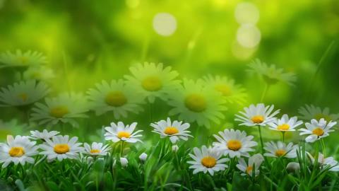 Relaxing Music for Healing Relieves depression and tensio...